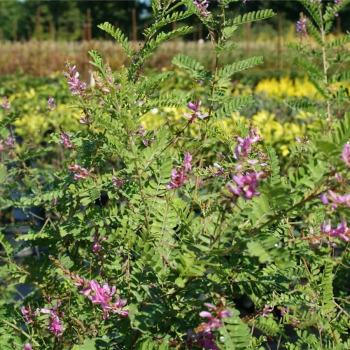 Indigofera potaninii
